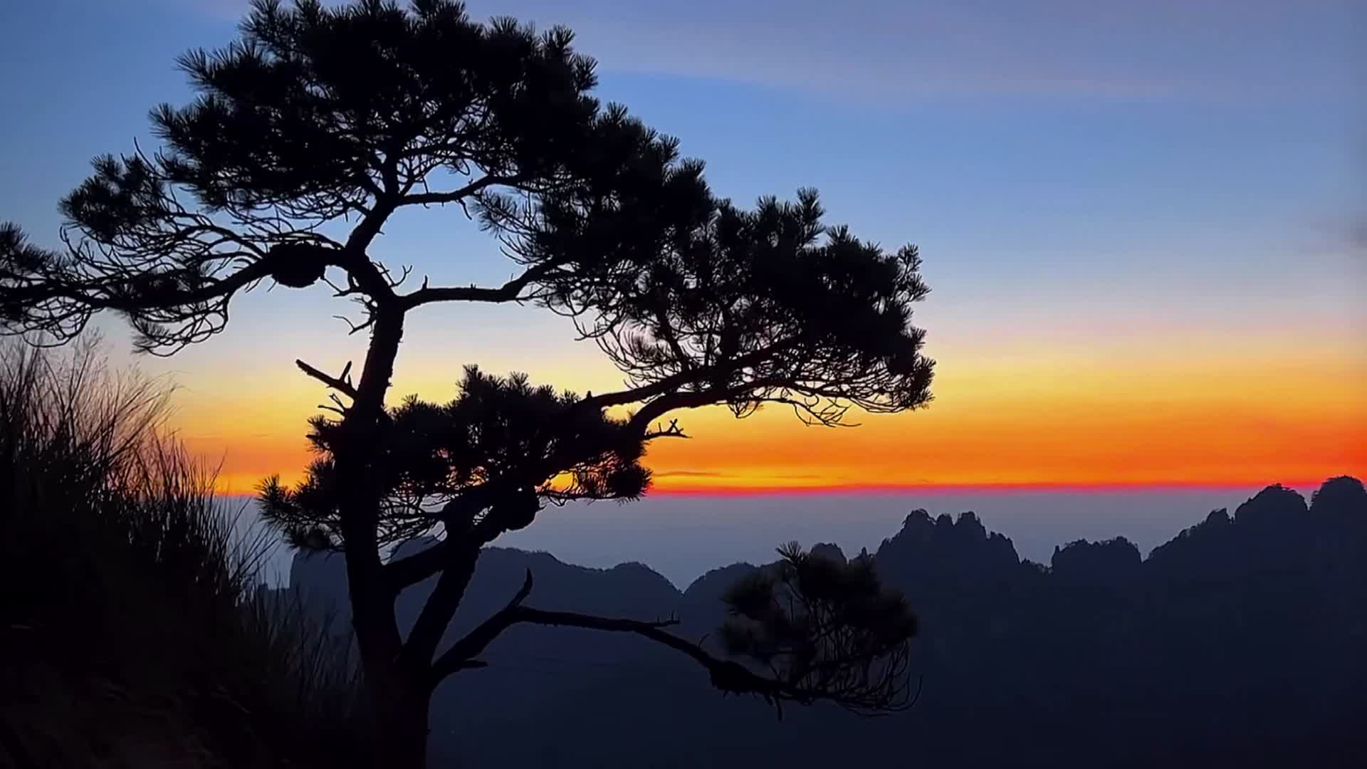 夕阳西下的一棵树视频的预览图