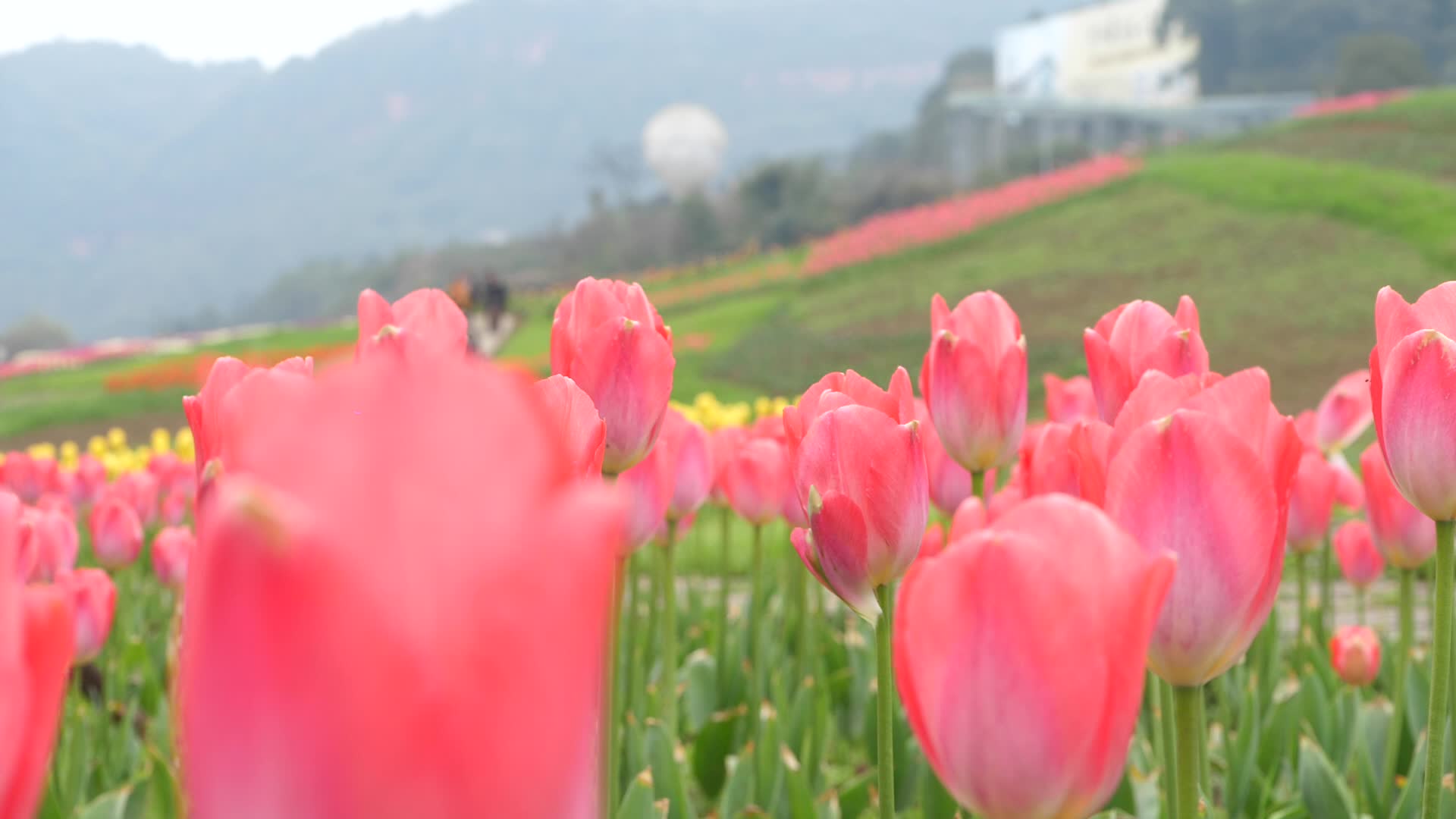 郁金香花朵唯美景色花卉基地视频的预览图