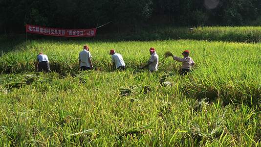 水稻成熟丰收季收割农户打稻谷收成稻田志愿者帮扶收割水稻视频的预览图