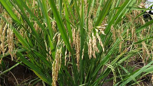 水稻成熟丰收季收割农户打稻谷收成稻田视频的预览图