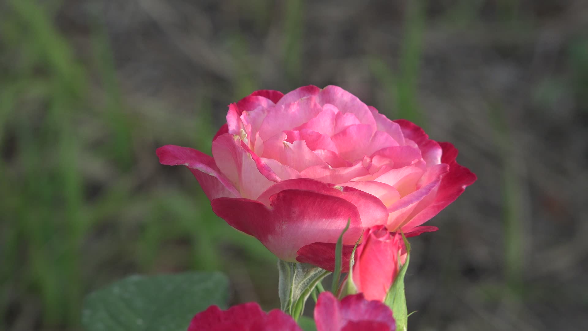 自然植物玫瑰花月季鲜花特写4K实拍视频的预览图