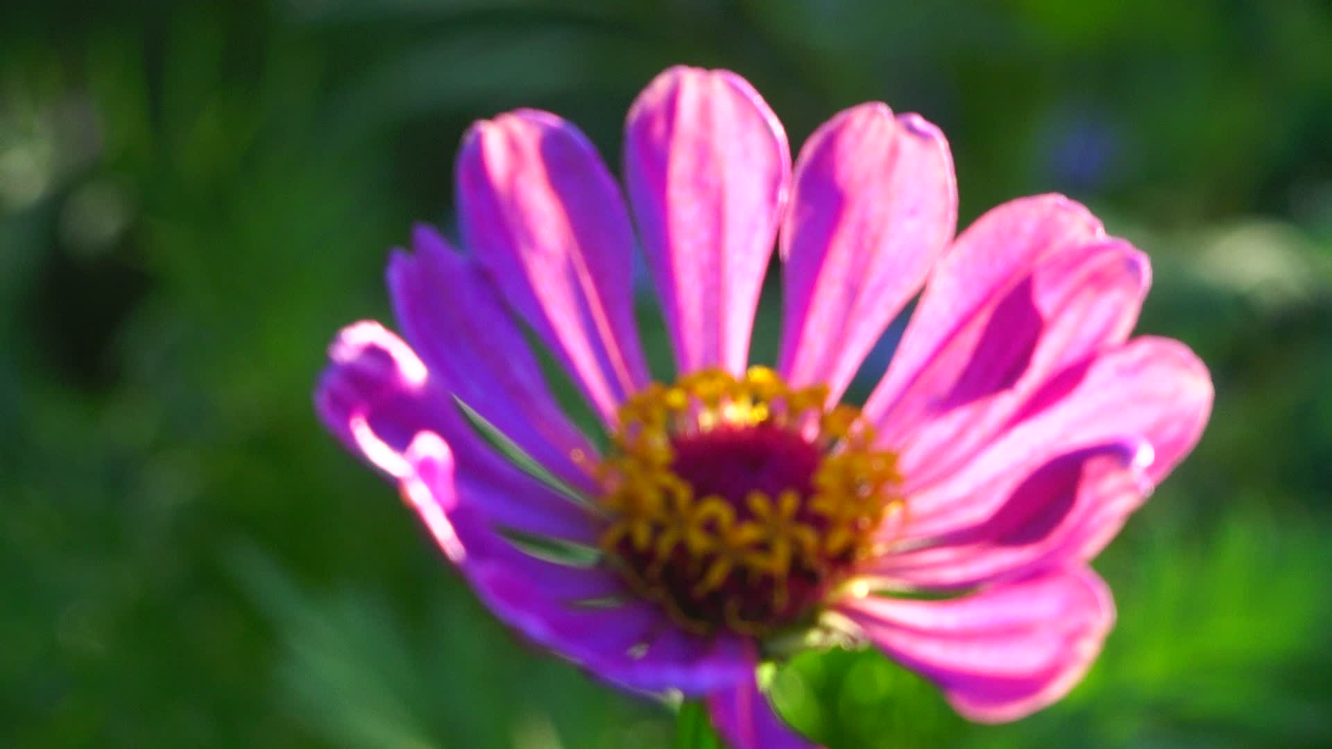 鲜艳花朵七色花自然风景植物4K实拍视频的预览图