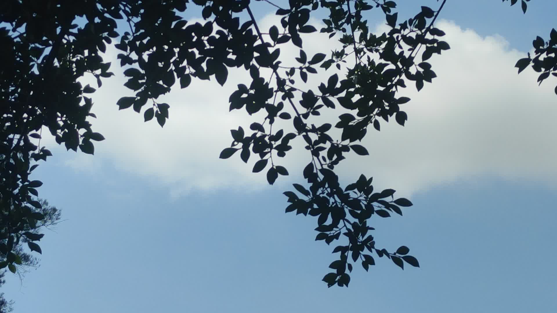 树枝随风飘荡夏日风景4k视频的预览图