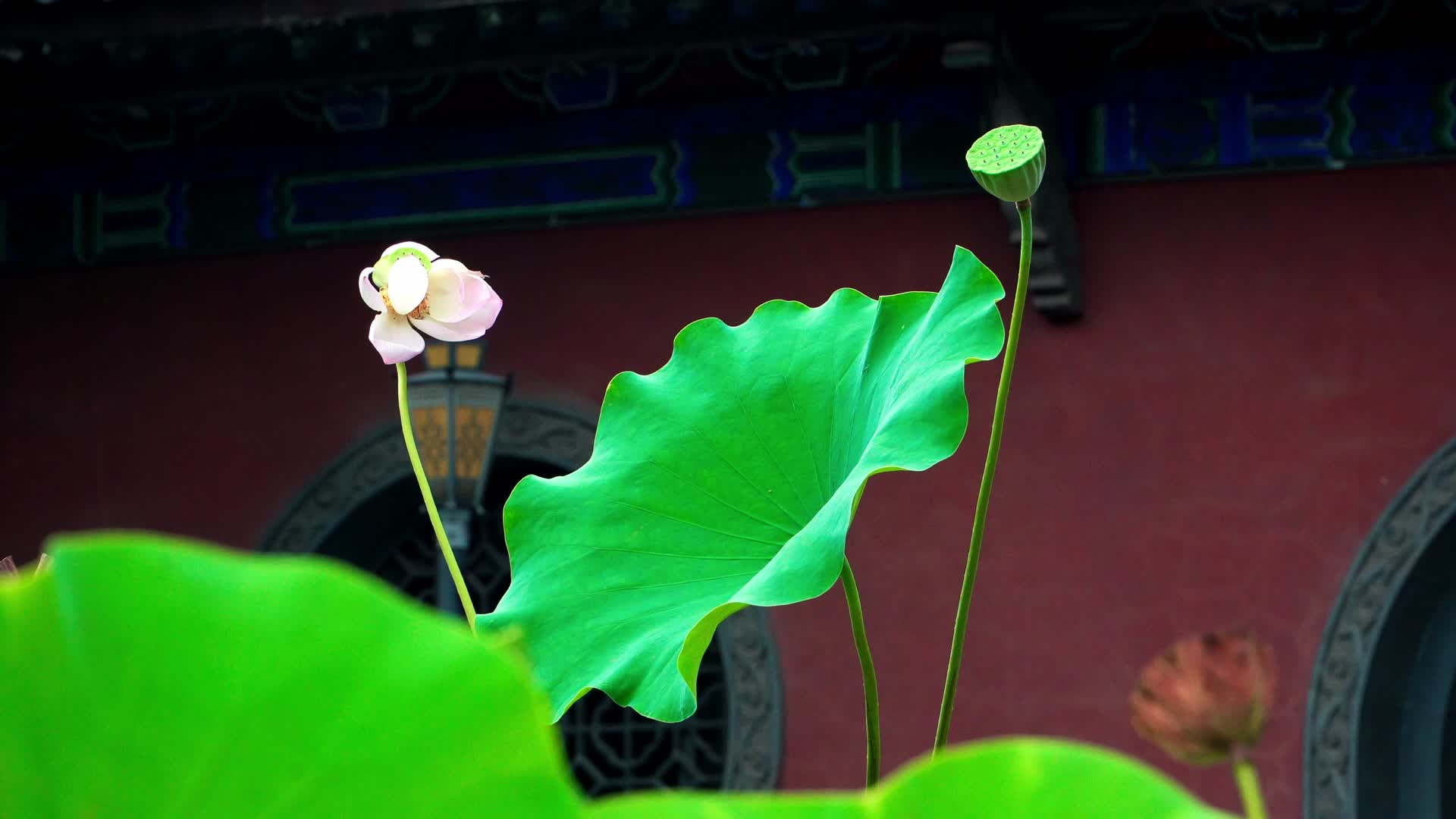 实拍荷花莲花荷叶绿色植物清新视频的预览图