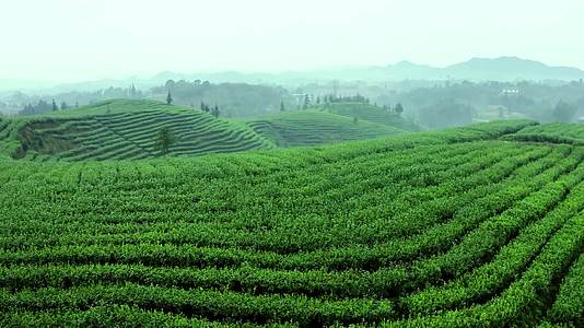 茶山绿茶基地茶叶特写雨天茶叶高清视频视频的预览图