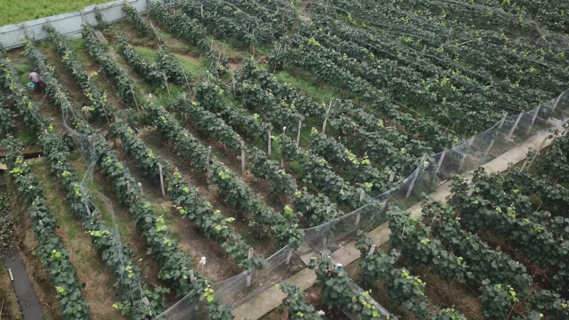 葡萄种植基地农业基地视频的预览图