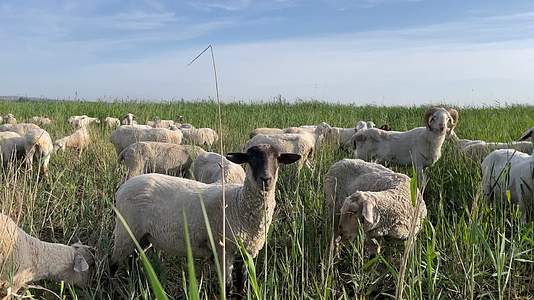 草地上一群羊吃草视频的预览图