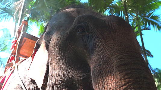 丛林大象实拍视频的预览图