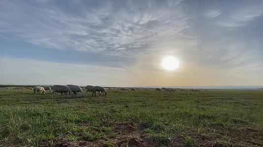 清晨草原上牧羊视频的预览图