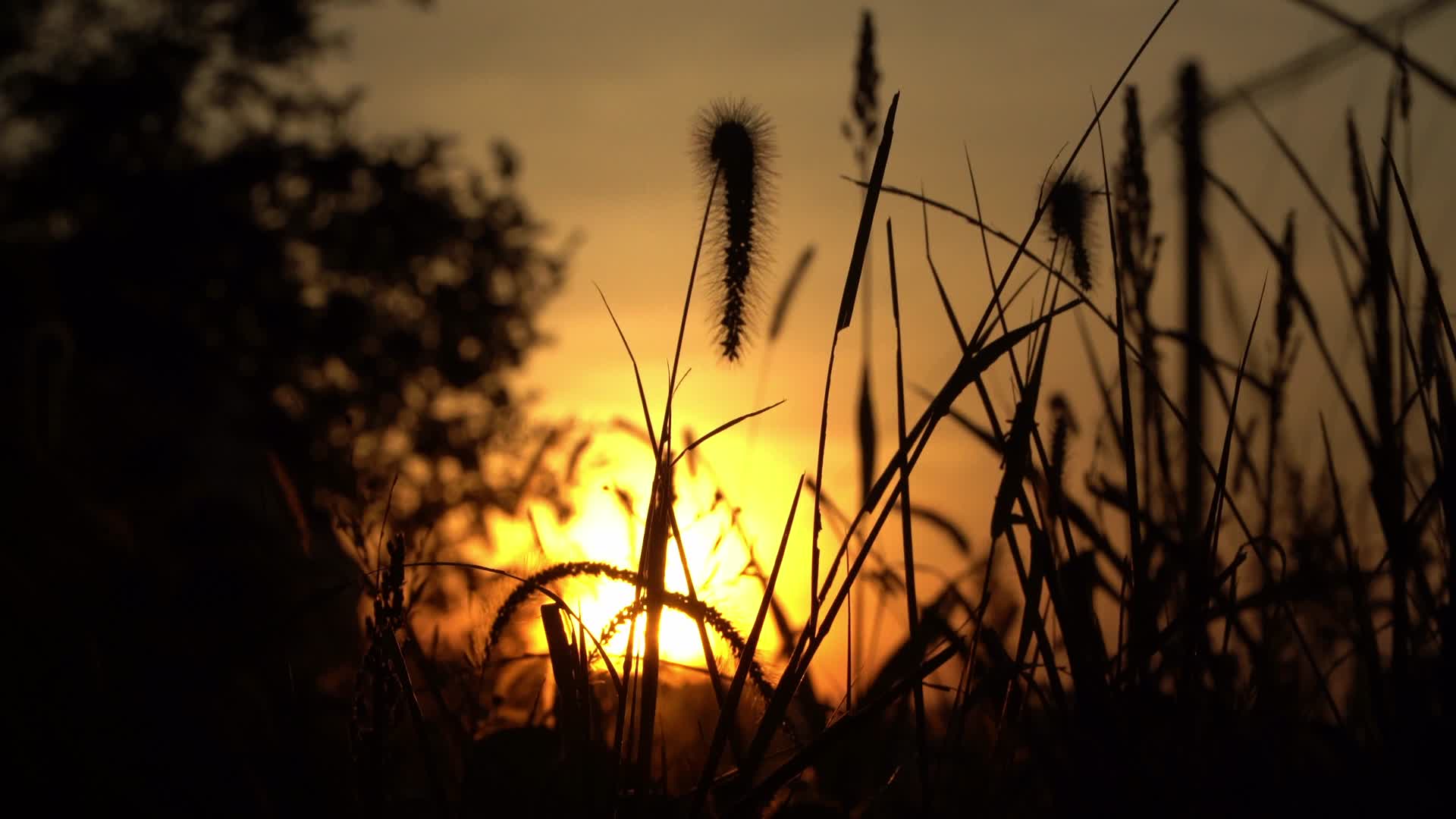 实拍日出日落花草植物微风吹动剪影空镜视频的预览图