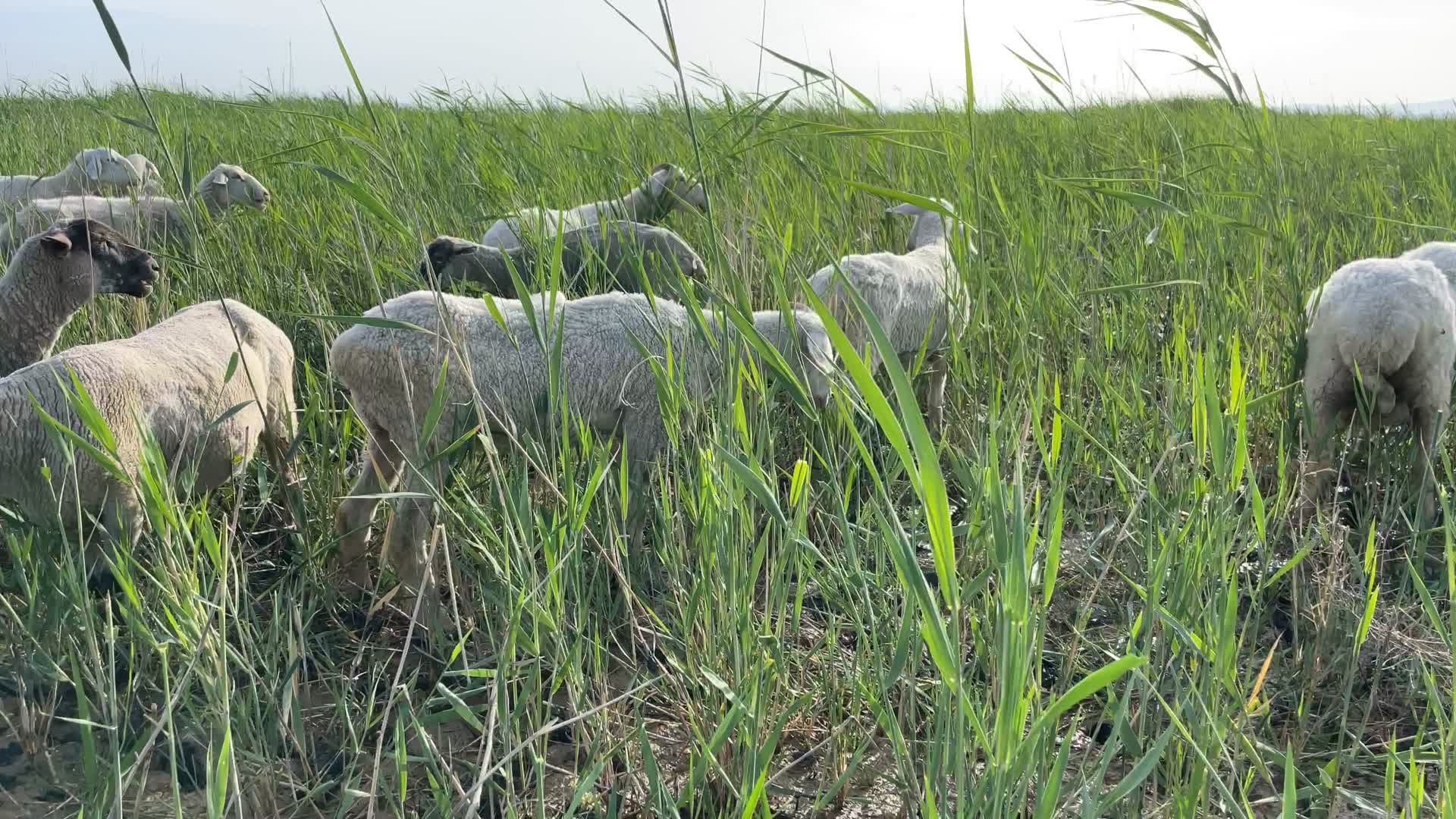 草地上牧羊视频的预览图