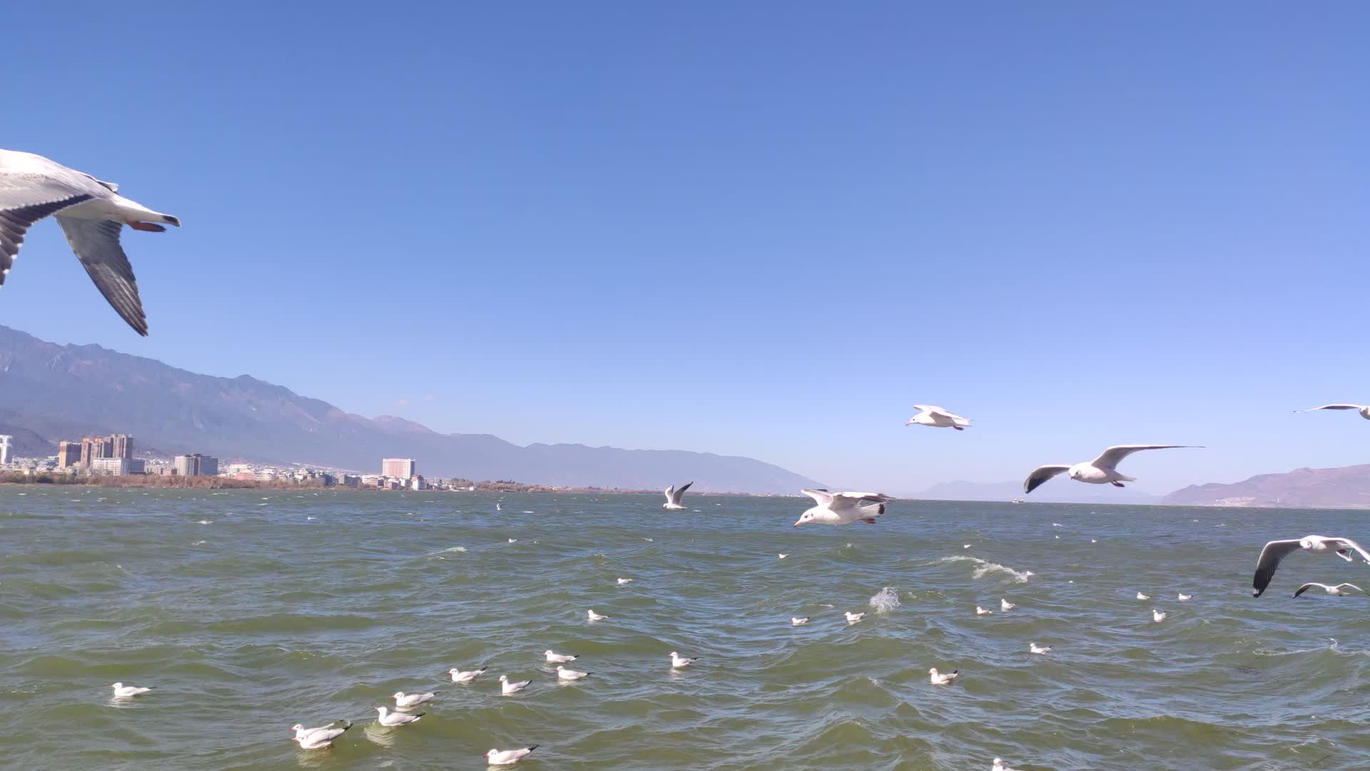 洱海海鸥在飞翔视频的预览图