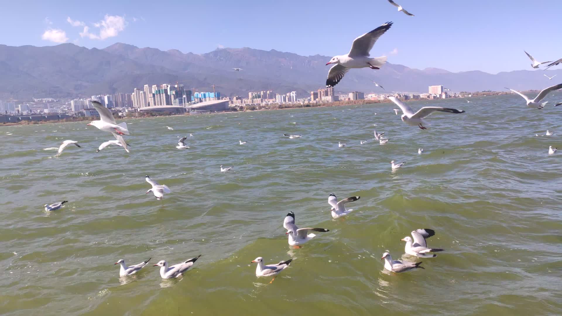 洱海海鸥掠过水面视频的预览图