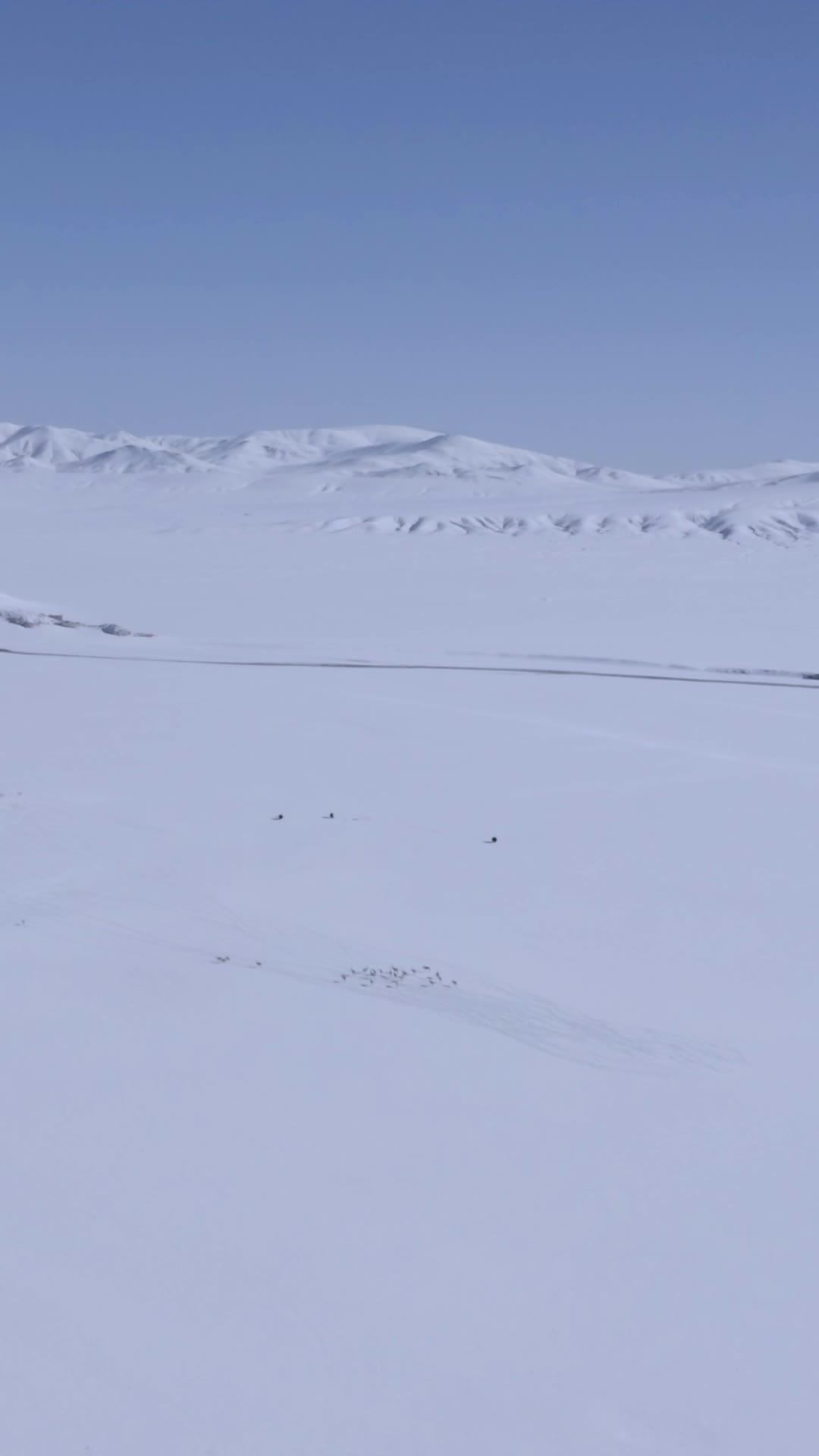 高清竖屏航拍西藏藏羚羊群视频的预览图