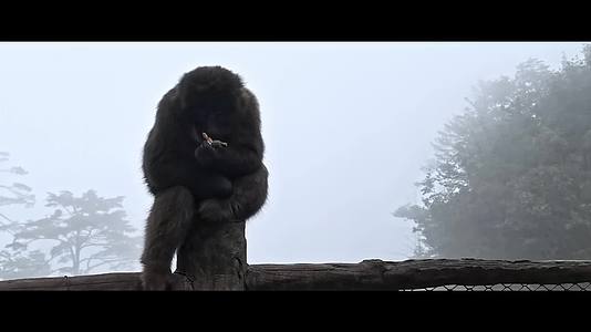 四川峨眉山猴子视频的预览图