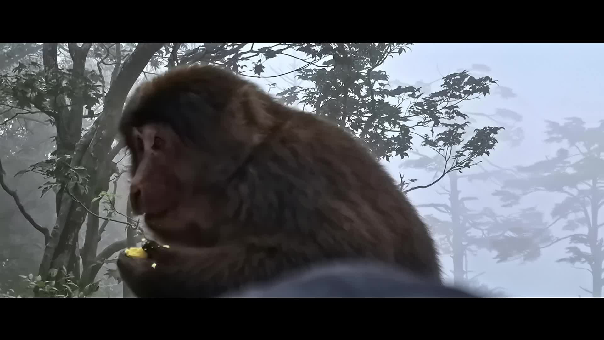 四川峨眉山猴子视频的预览图