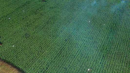 航拍农业无人机喷洒农药视频的预览图
