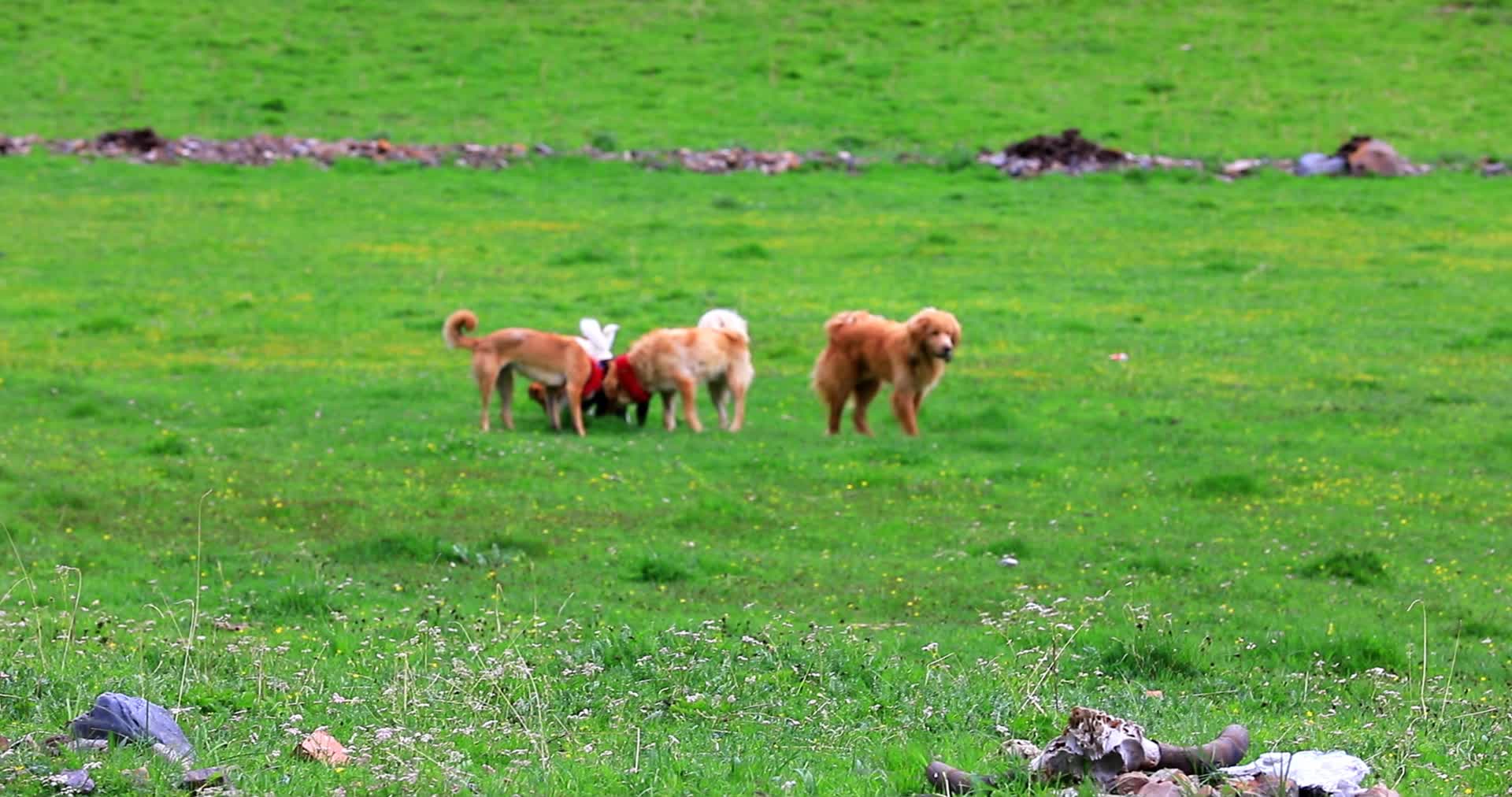 青海青藏獒藏狗牧羊犬家畜视频的预览图