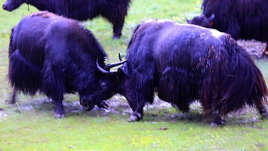 航拍实拍藏族青藏青海高原牦牛顶架吃奶视频的预览图