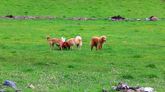 青藏高原青海藏獒藏狗家畜牧羊犬视频的预览图