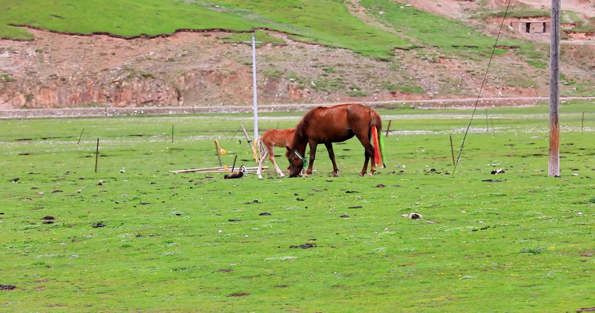 青藏高原草原青海藏族骑马视频的预览图
