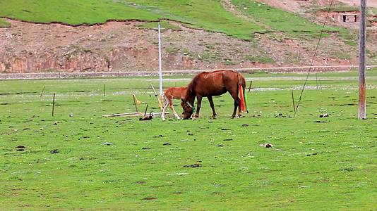 青藏高原草原青海藏族骑马视频的预览图