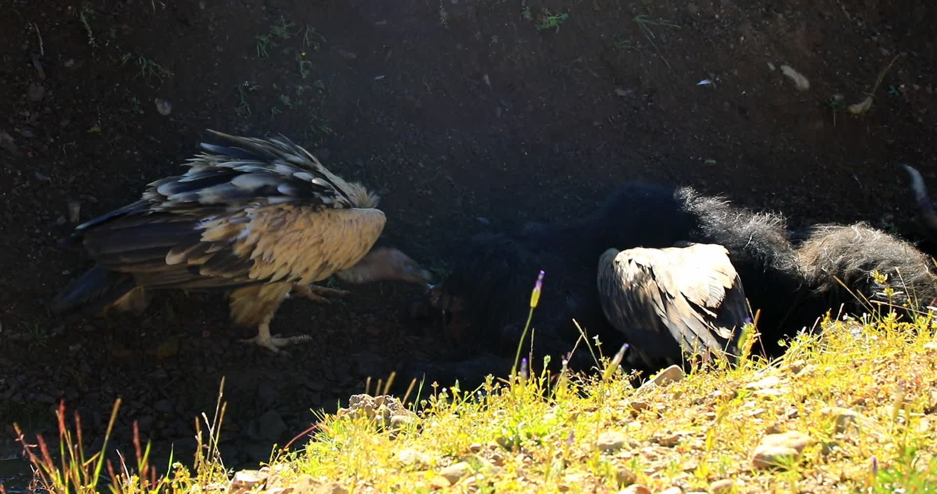 青藏高原青海秃鹫神鹰猛禽近距离抢食视频的预览图
