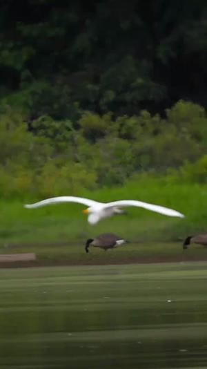 竖屏白鹭水鸟水面飞翔视频的预览图