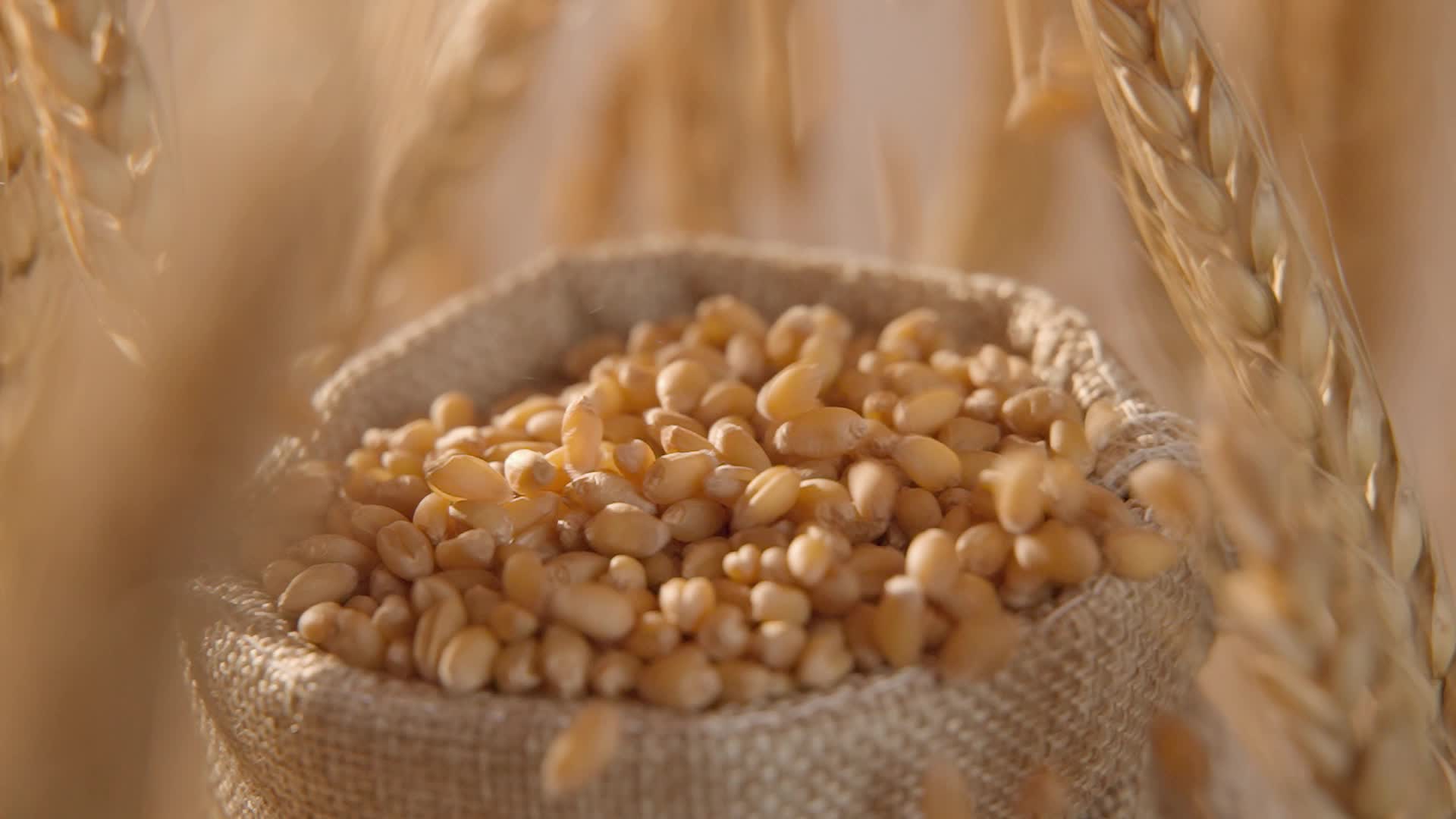 小麦麦穗慢动作视频视频的预览图