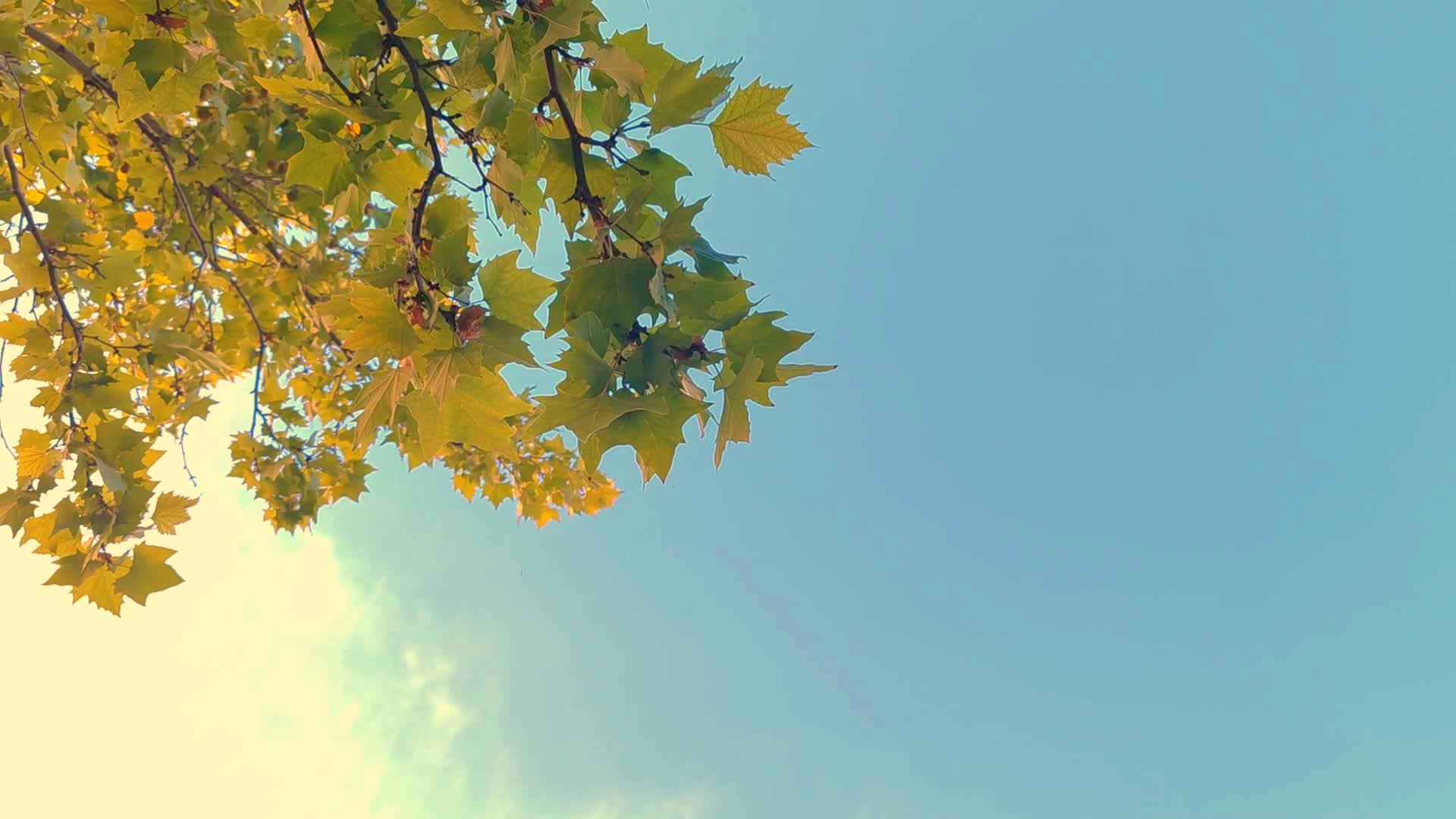 秋季蓝天下的法国梧桐视频的预览图