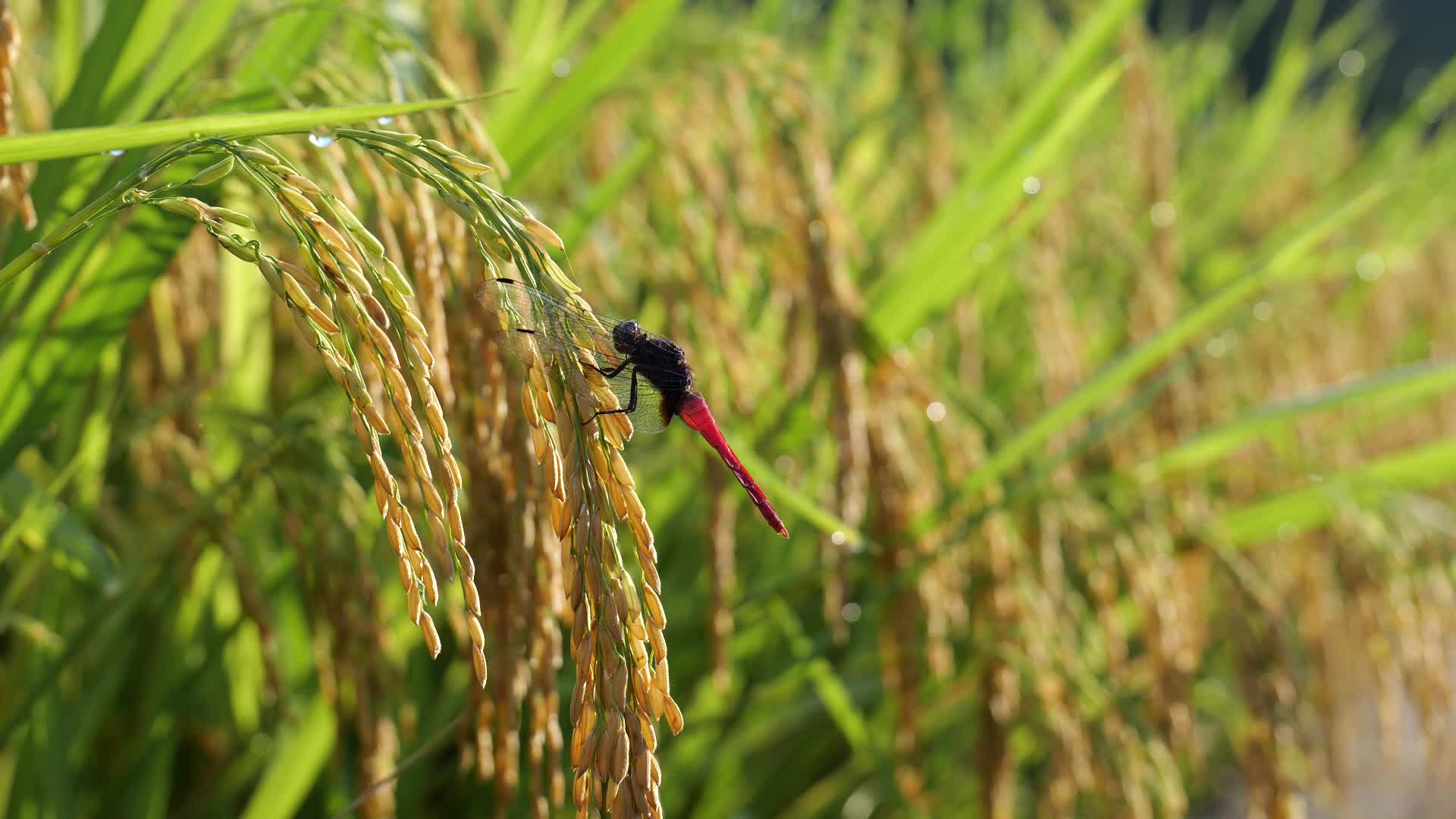 成熟的稻子视频的预览图