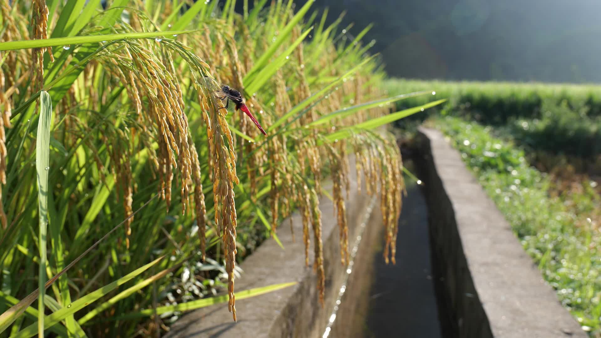 水稻稻穗上的蜻蜓视频的预览图