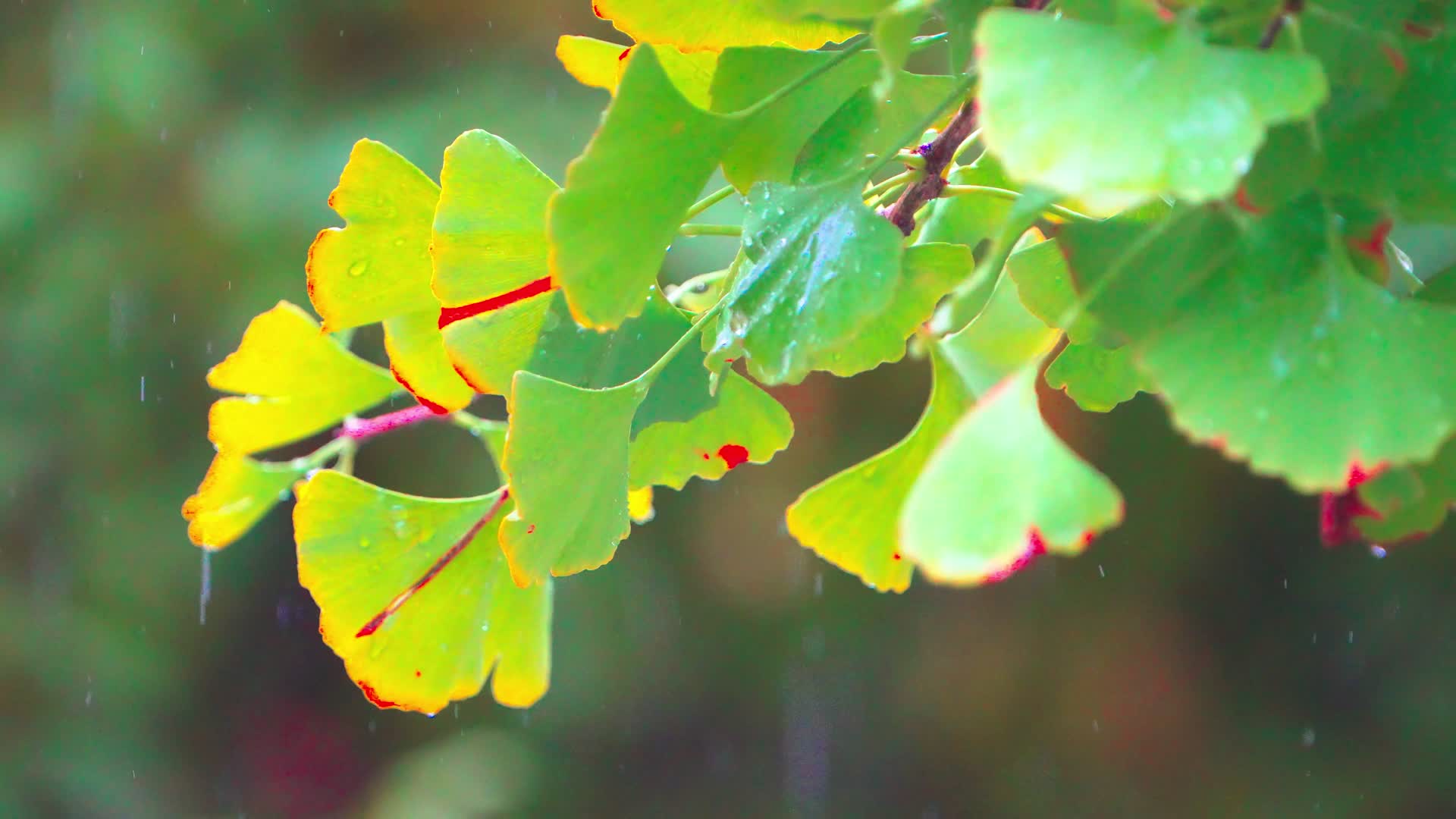 树叶雨滴河水视频的预览图