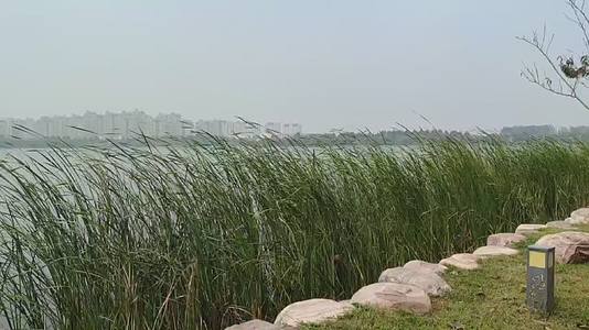 春季公园湖边蒲苇视频的预览图