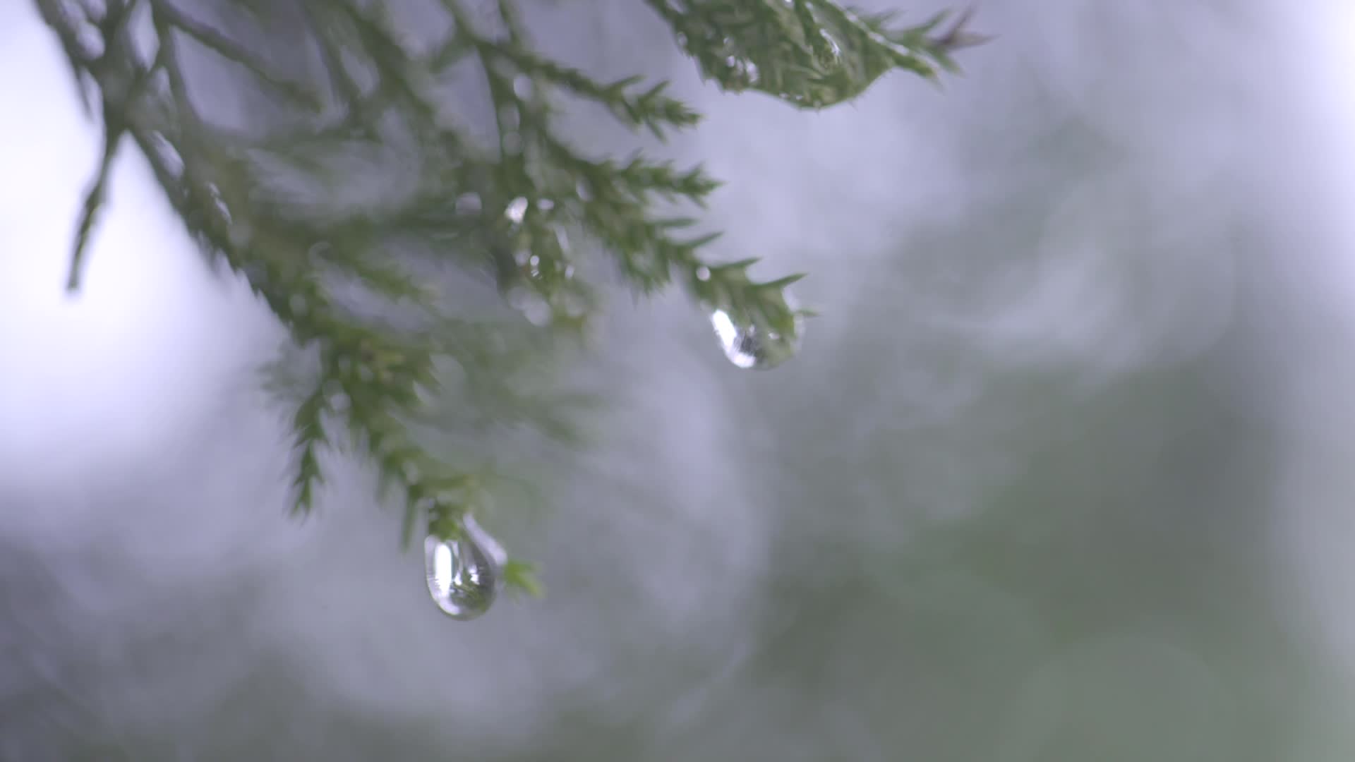 空镜头自然花草露水视频的预览图