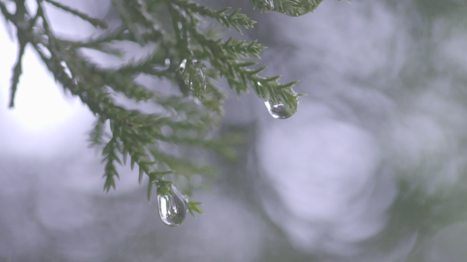 空镜头自然花草露水视频的预览图