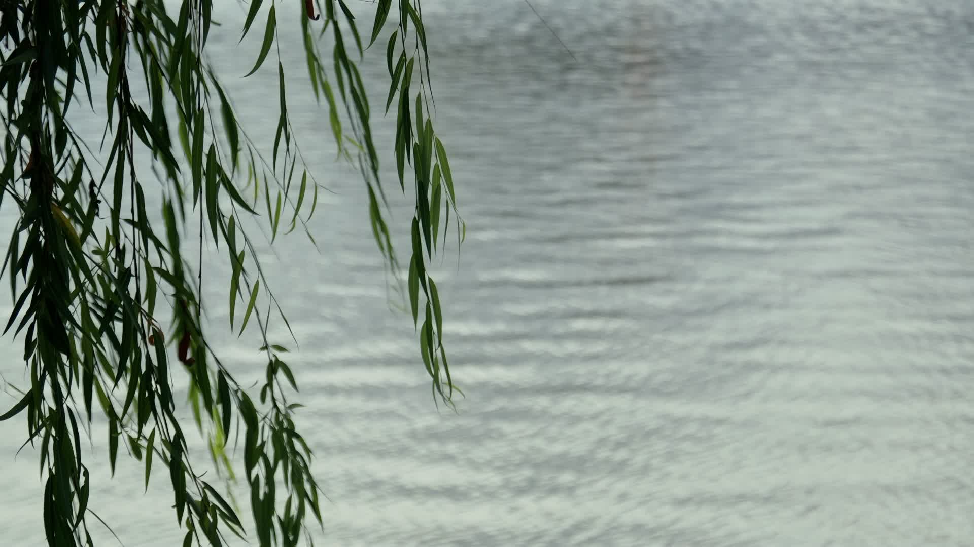 4k升格拍摄湖边杨柳枝视频的预览图
