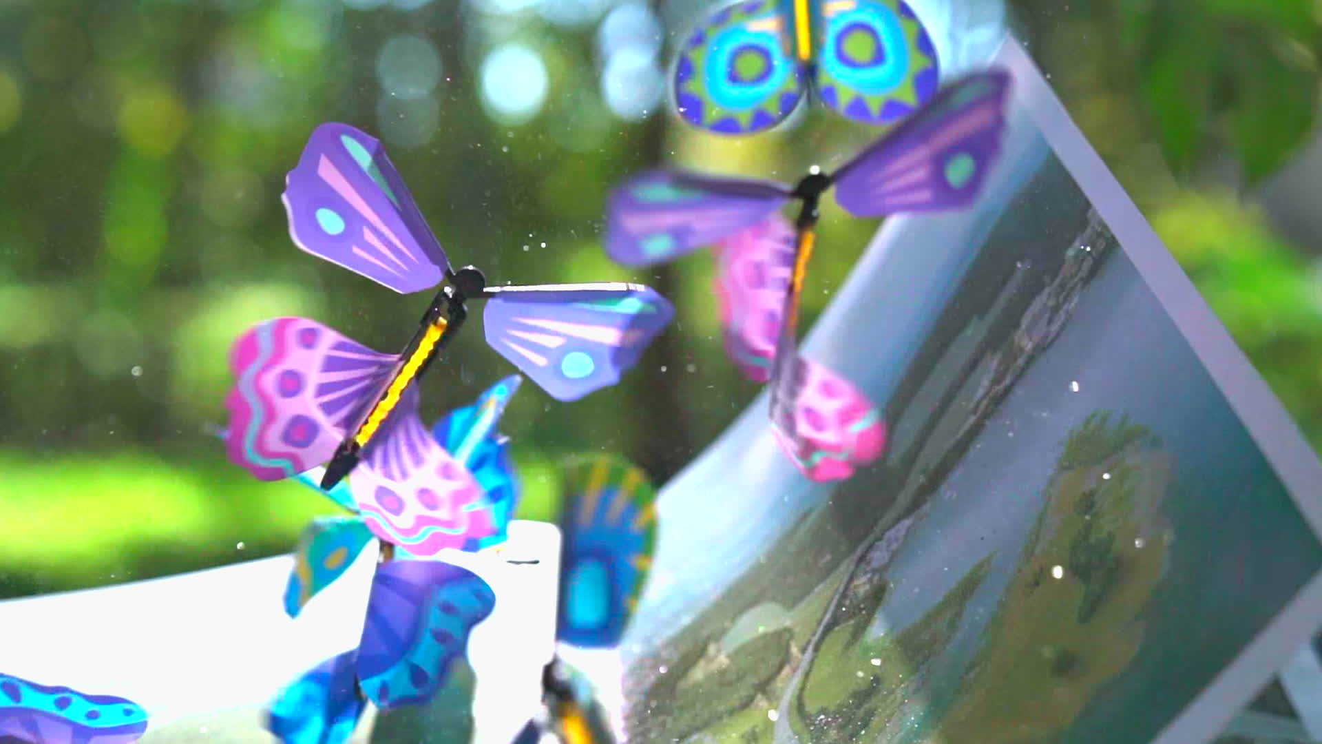 唯美蝴蝶慢动作实拍视频的预览图