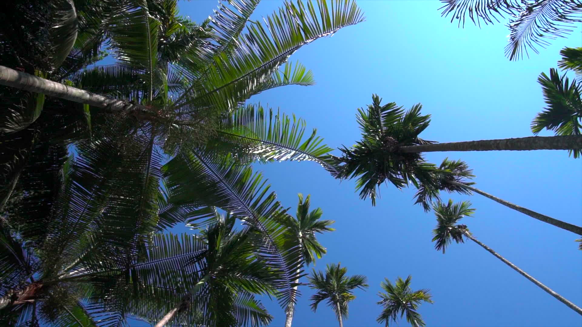 热带椰树仰拍视频的预览图