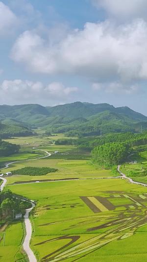 高清竖屏航拍宾阳艺术稻田视频的预览图