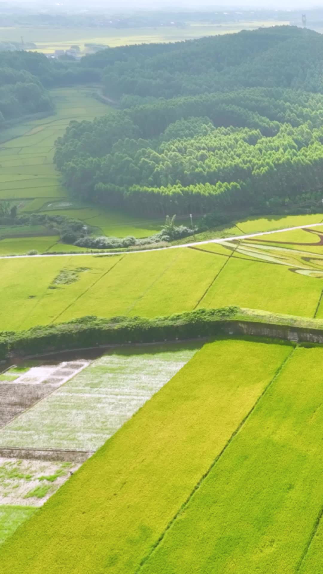 高清竖屏航拍宾阳艺术稻田风光视频的预览图