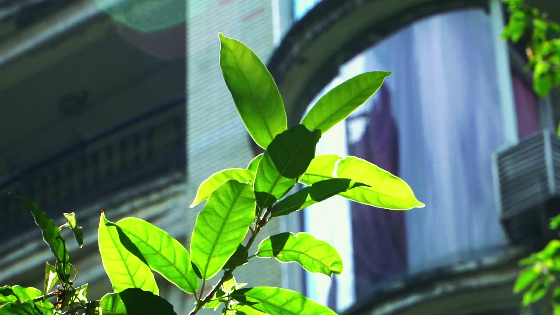 实拍荷花莲花荷叶绿色植物清新视频的预览图