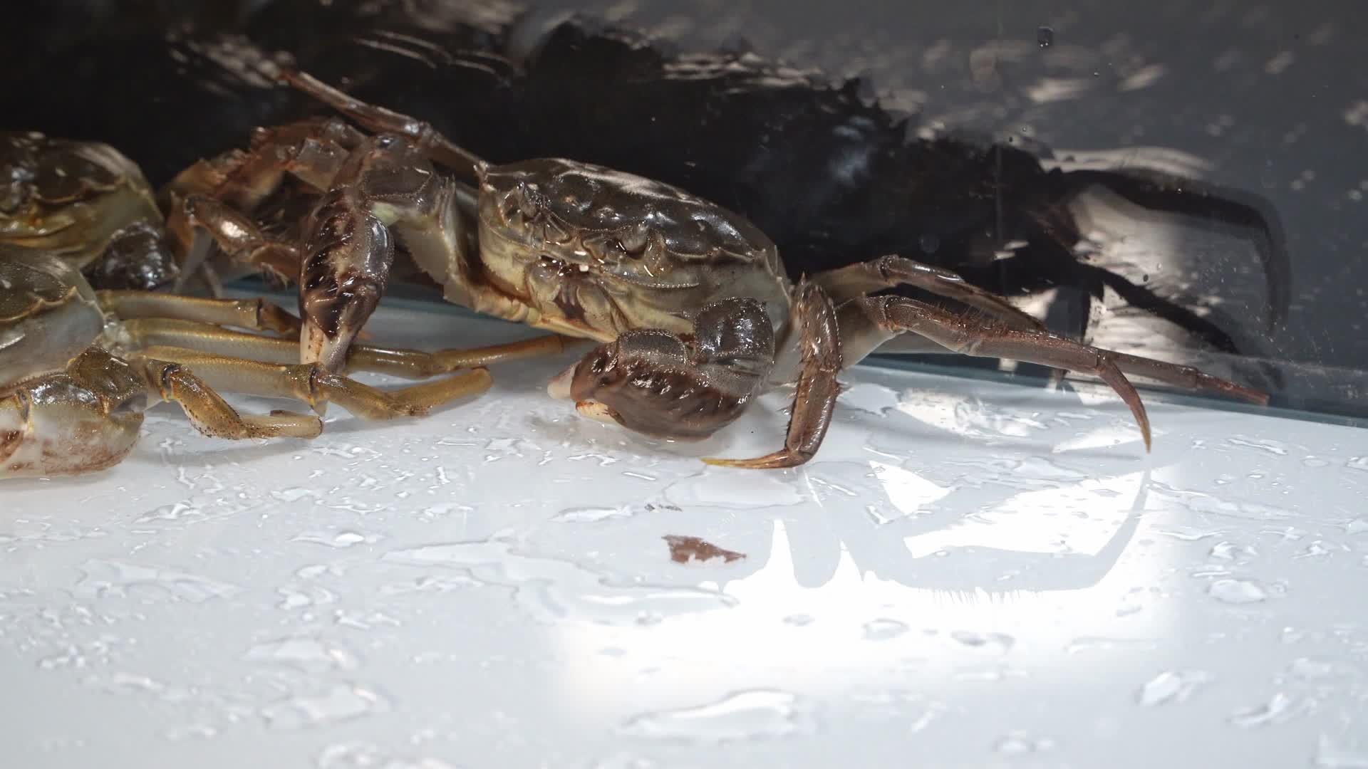 实拍活体大闸蟹视频的预览图