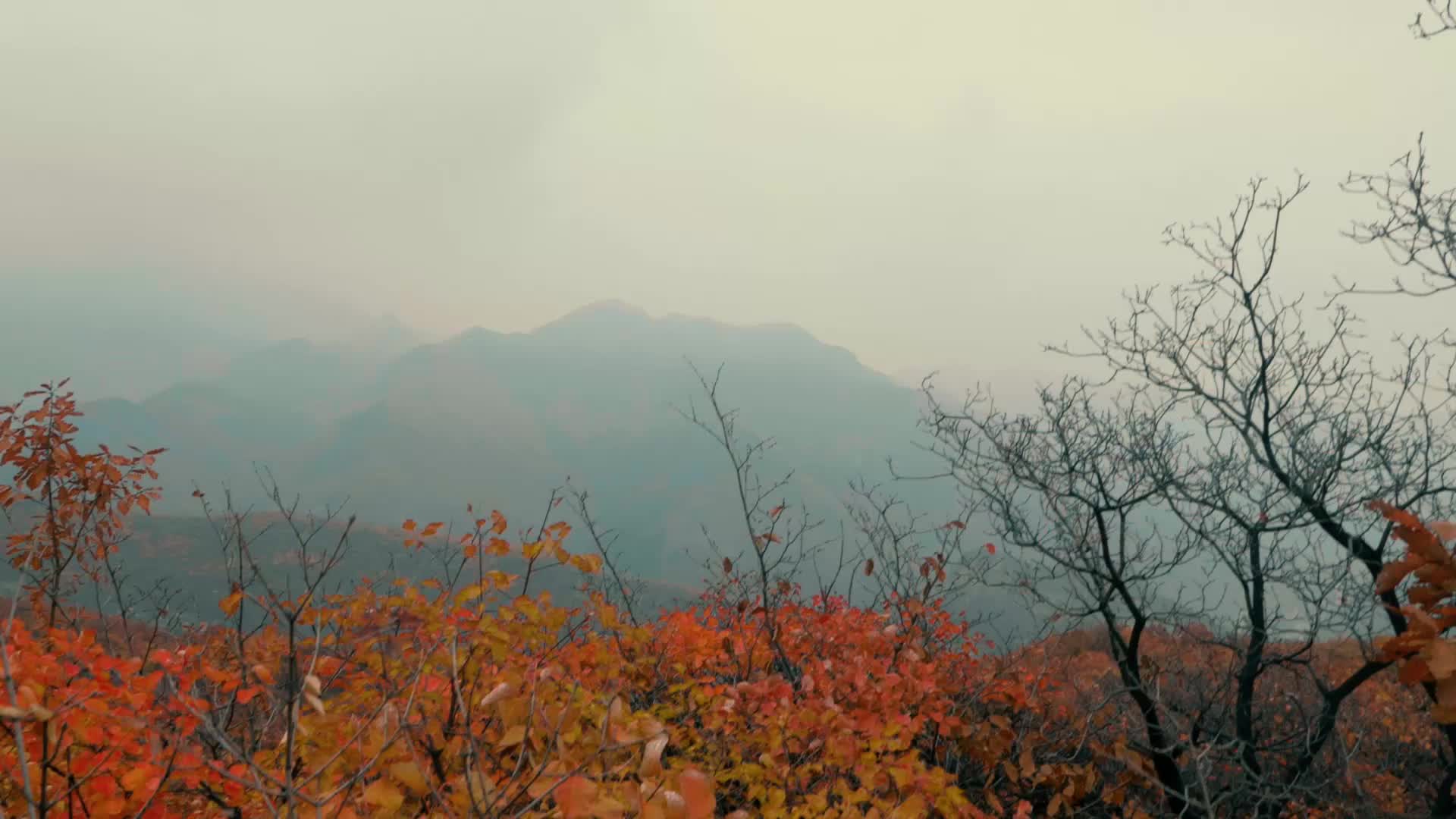 北京秋天房山坡峰岭枫叶美食旅拍vlog视频的预览图