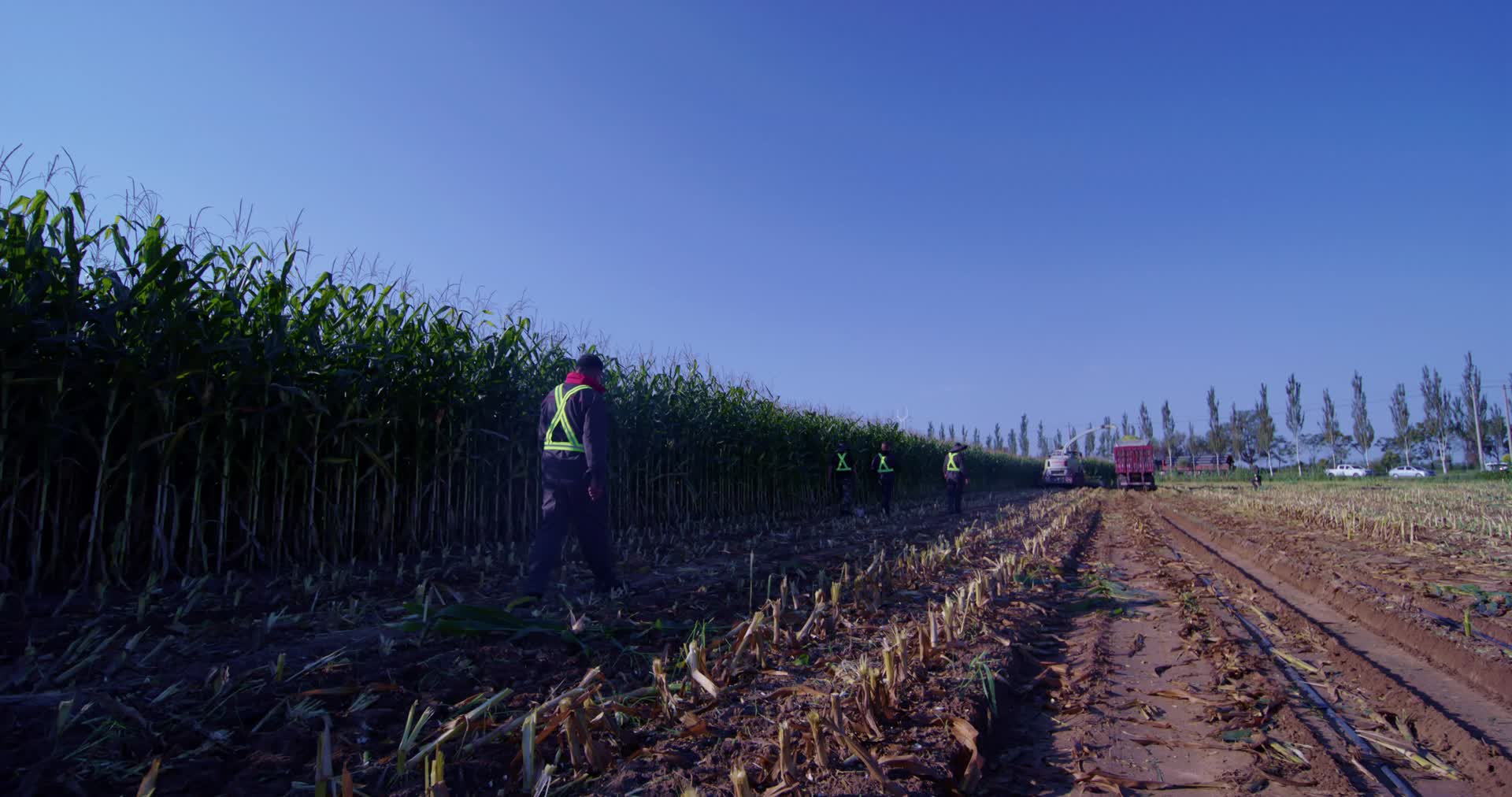 4K50fps高帧速率拍摄牧业玉米青贮收割视频的预览图