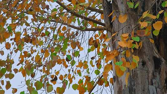 风吹树叶立秋秋季视频的预览图
