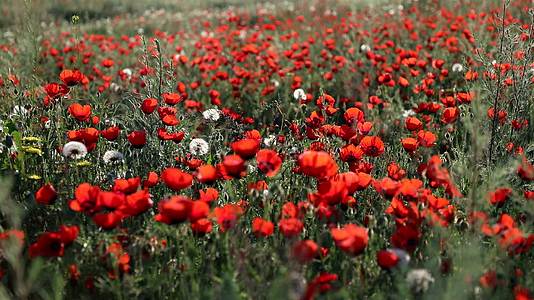 新疆北山坡红花高清实拍视频的预览图