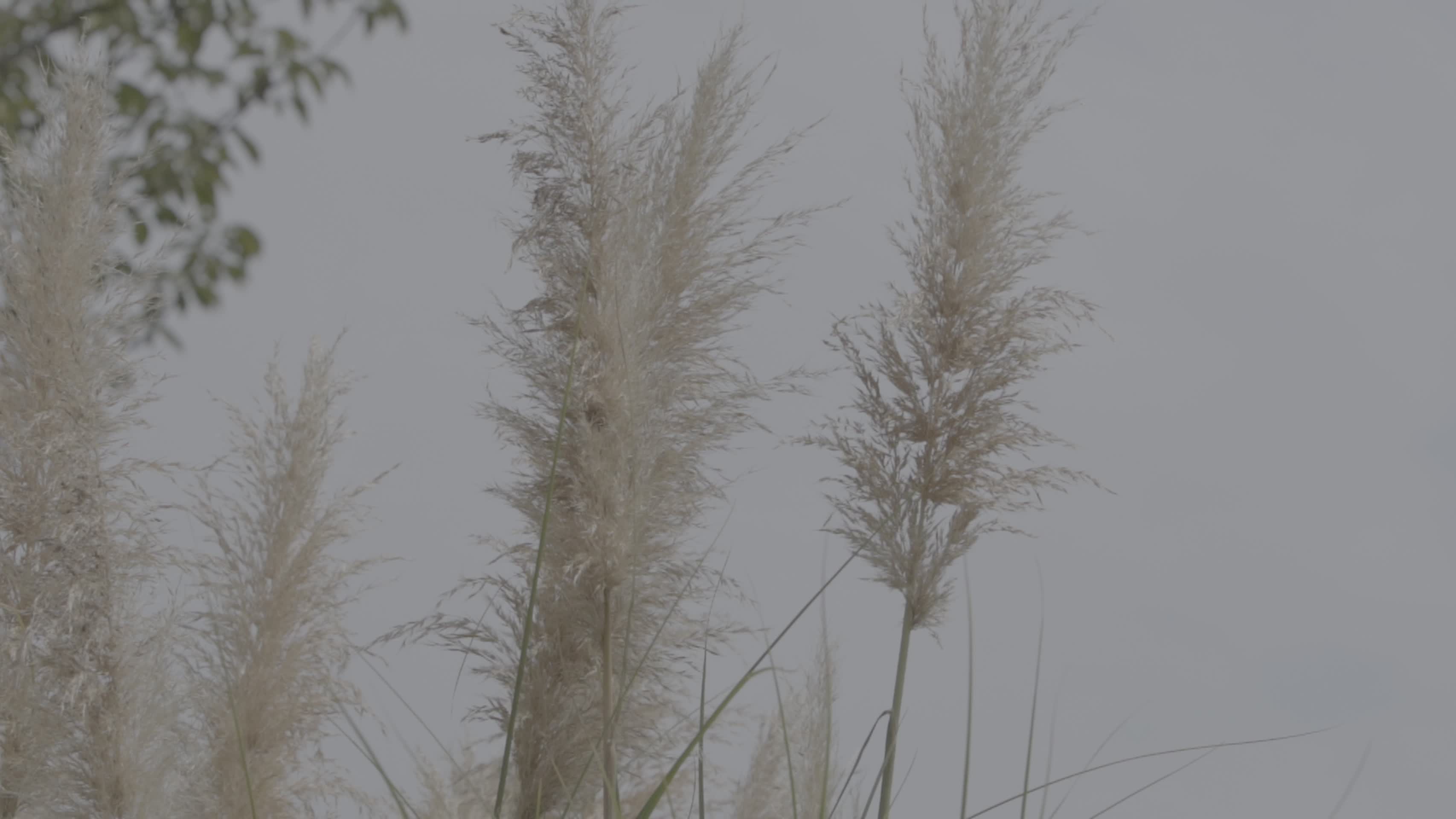 夏日吹风芦苇芦花水草慢镜头视频的预览图