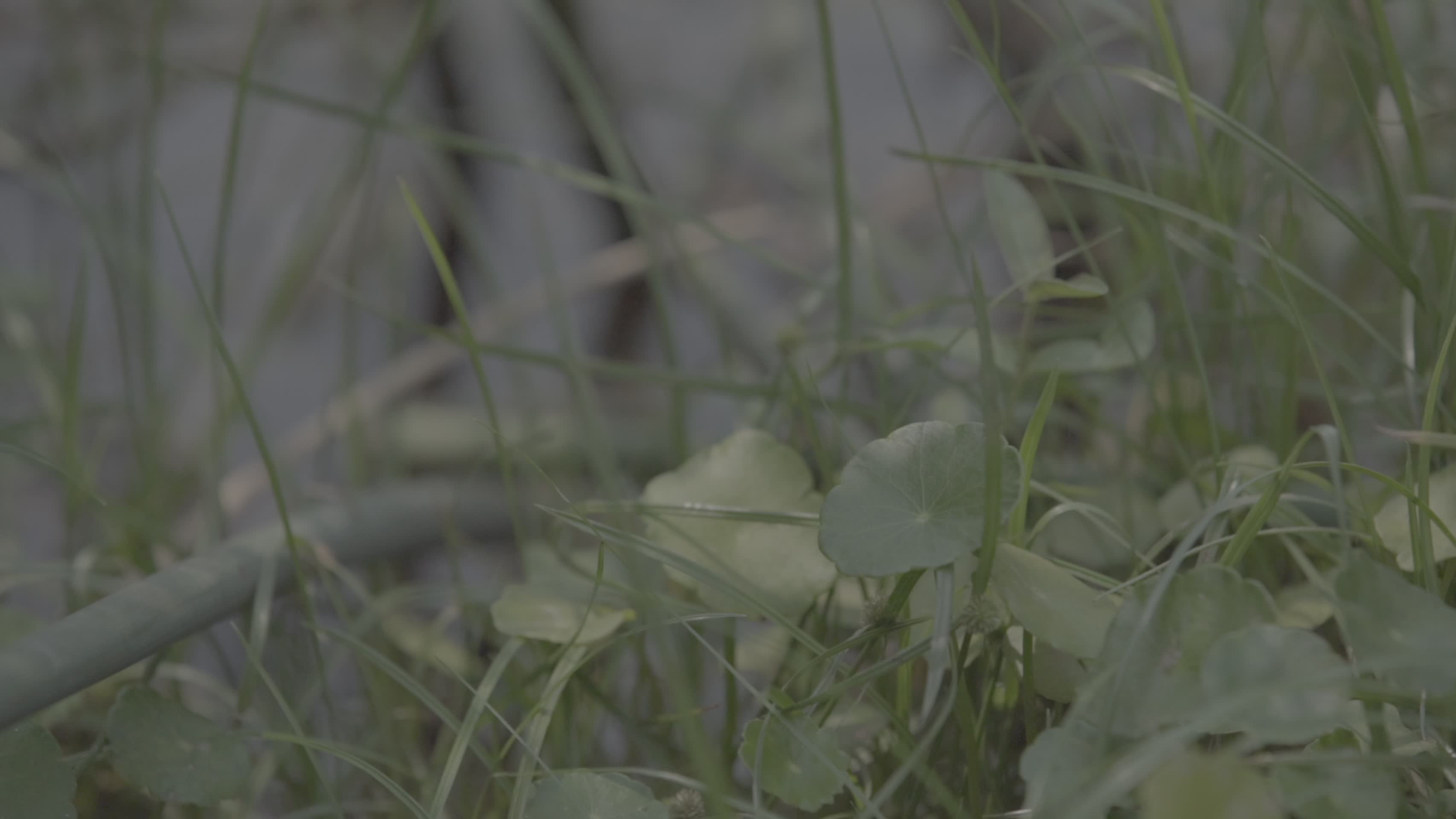 夏季唯美植物花草慢镜头视频的预览图