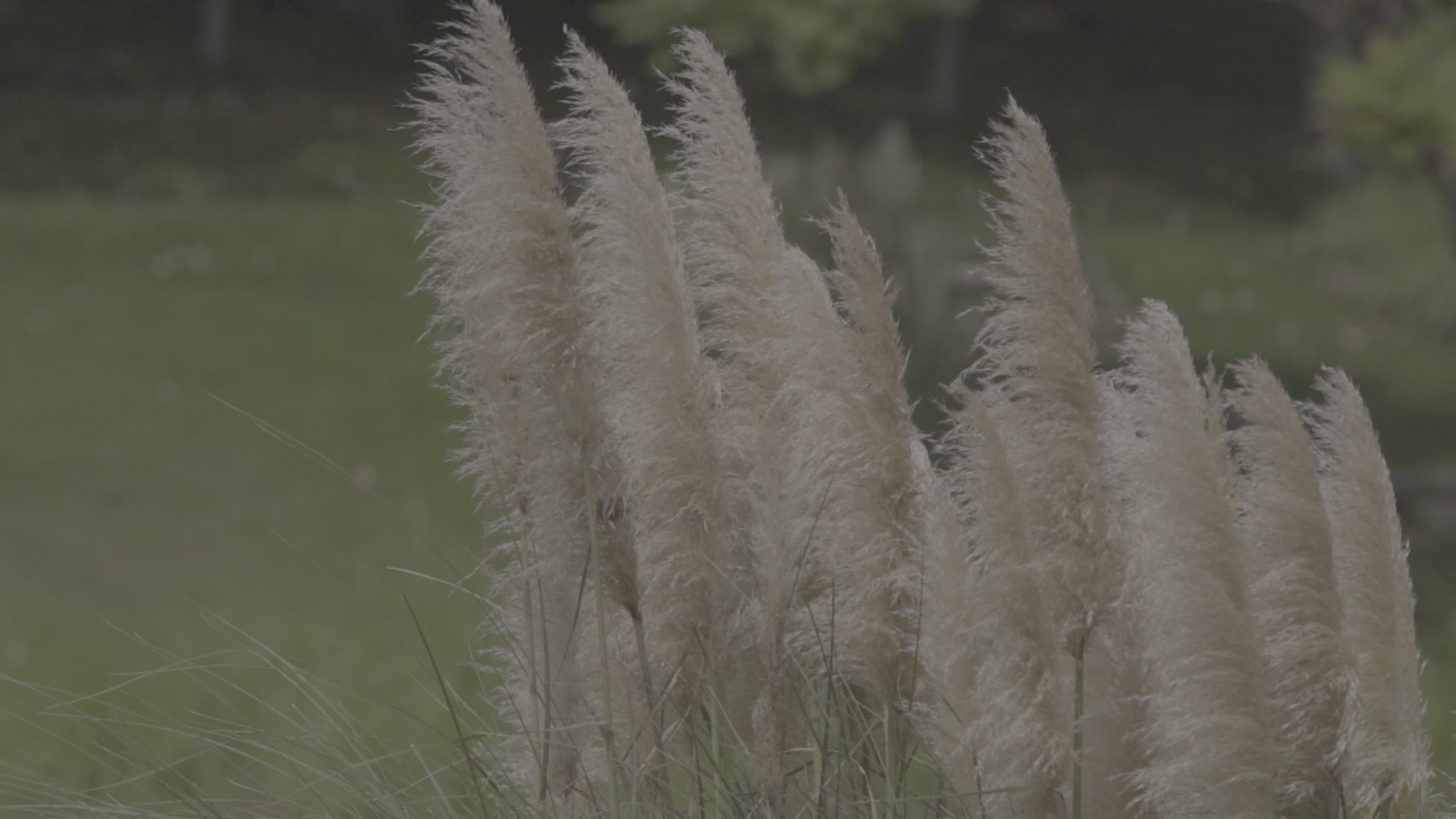 夏日吹风芦苇芦花水草慢镜头视频的预览图